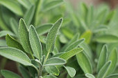 Organic Sage Plants close up