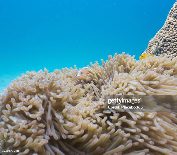 magnificent anemone (heteractis magnifica) with skunk anemonefish (amphiprion ephippium) clownfish in coral reef fragile ecosystem ocean environment. - amphiprion akallopisos stock pictures, royalty-free photos & images
