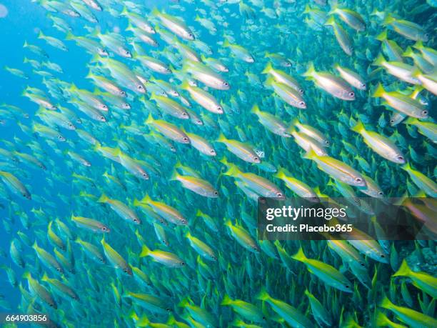 shoal of bigeye snapper (lujanus lutjanus) fish, andaman sea, krabi, thailand. - bigeye fish stock pictures, royalty-free photos & images