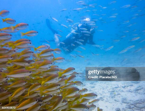 shoal of bigeye snapper (lujanus lutjanus) fish and scuba diver, andaman sea, krabi, thailand. - bigeye fish stock pictures, royalty-free photos & images