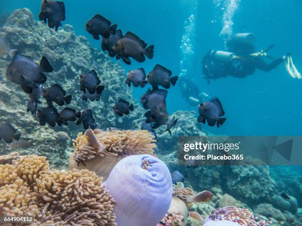 shoal of three spot dascyllus (dascyllus trimaculatus) on fragile coral reef ecosystem ocean environment.  scuba diver koh haa islands, krabi, andaman sea, thailand. - dascyllus trimaculatus stock pictures, royalty-free photos & images