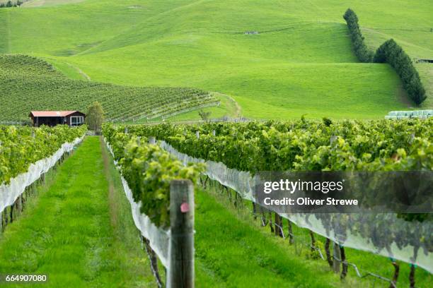 vineyards near takapau, new zealand - hawkes bay region fotografías e imágenes de stock