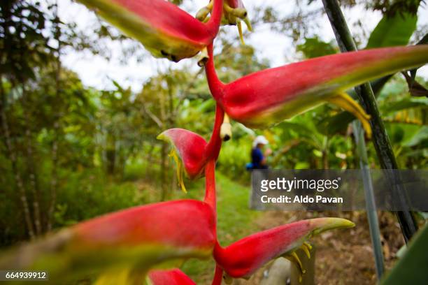 costa rica, sarapiqui, heliconia rostrata - hawaiian heliconia stock pictures, royalty-free photos & images