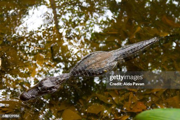 costa rica, sarapiqui, caiman - caiman stock pictures, royalty-free photos & images