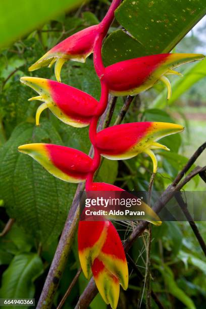 costa rica, tropical flower, heliconia rostrata - hawaiian heliconia stock pictures, royalty-free photos & images