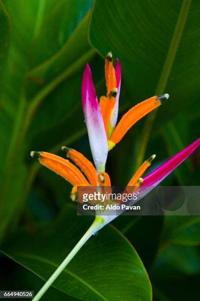 costa rica, tropical flower heliconia psittacorum - hawaiian heliconia stock pictures, royalty-free photos & images