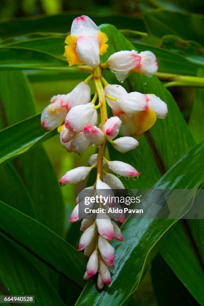 costa rica, tropical flower alpinia zerumbet - alpinia zerumbet stock pictures, royalty-free photos & images