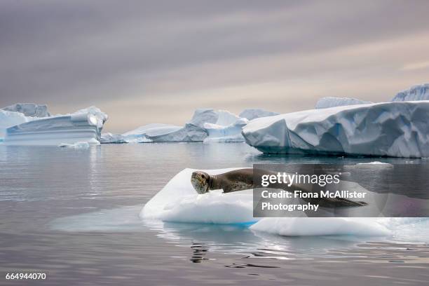 leopard seal on antarctic icebergs - leopard seal stock-fotos und bilder