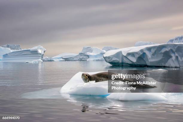 leopard seal on antarctic icebergs - ヒョウアザラシ ストックフォトと画像