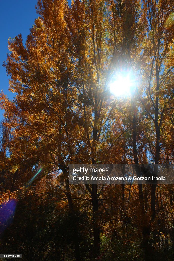Poplar tree in autumn
