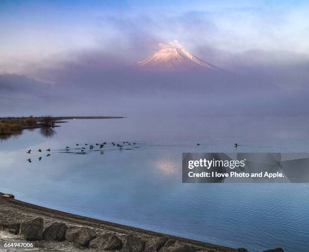 winter morning lake yamanaka - 鳥 stock pictures, royalty-free photos & images