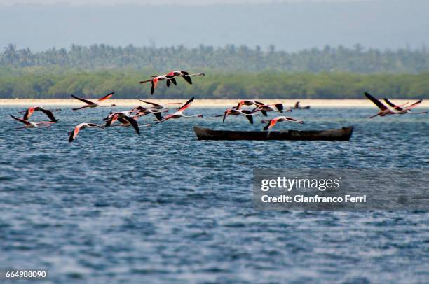 flamingos in mida creek - fenicottero fotografías e imágenes de stock