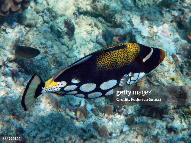 clown triggerfish (balistoides conspicillum) - clown triggerfish stock pictures, royalty-free photos & images