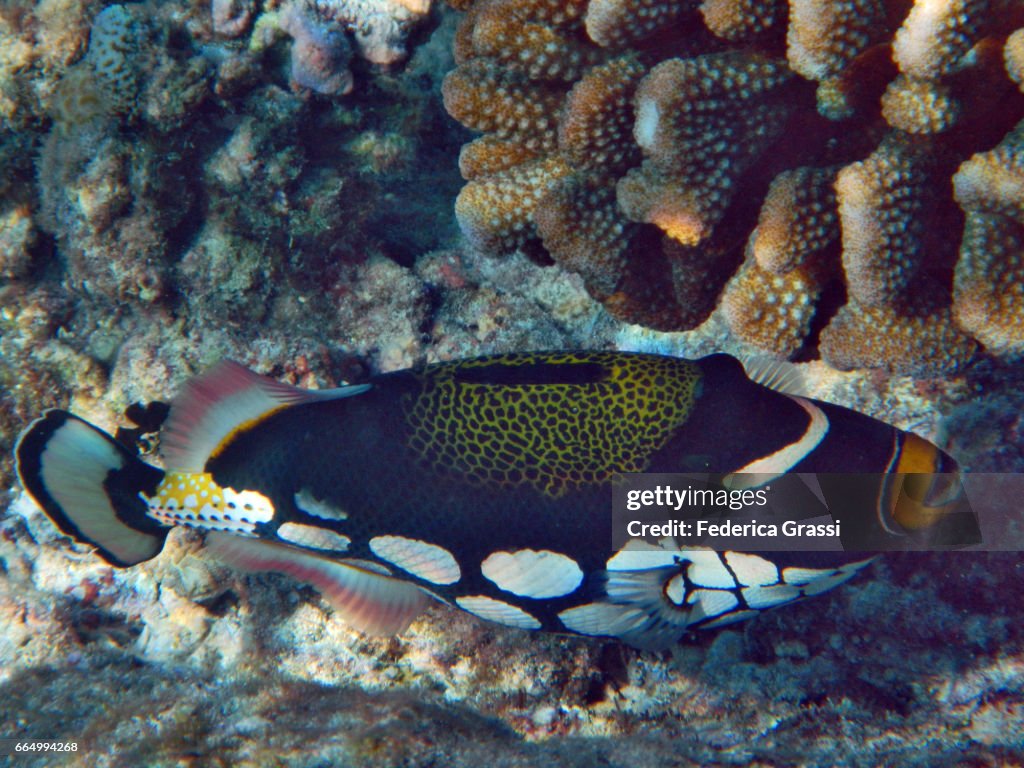 Clown Triggerfish (Balistoides conspicillum)