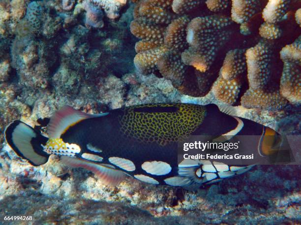 clown triggerfish (balistoides conspicillum) - clown triggerfish stock pictures, royalty-free photos & images