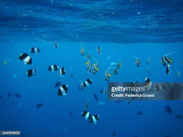 black pyramid butterflyfish and longfin bannerfish - butterflyfish stock pictures, royalty-free photos & images