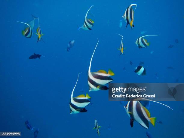 false moorish idol (heniochus diphreutes) - longfin bannerfish stock-fotos und bilder
