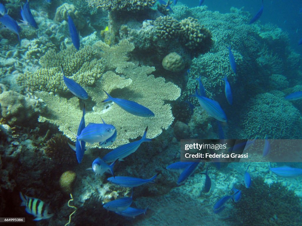 Lunar Fusilier Fish (Caesio Lunaris)