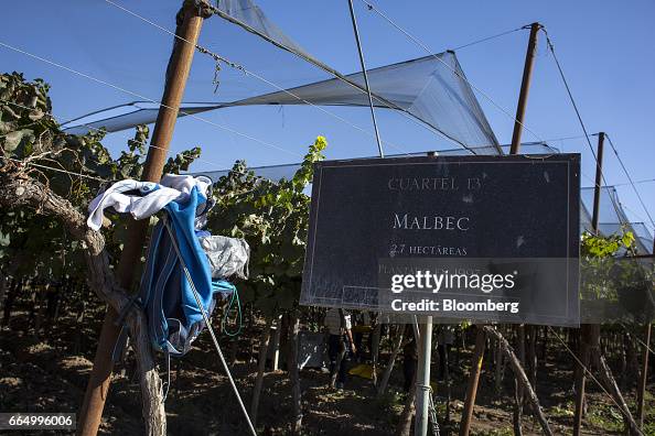 Harvest And Wine Production At The Bodega Santa Julia Vineyard Harvest And Wine Production At The Bodega Santa Julia Vineyard
