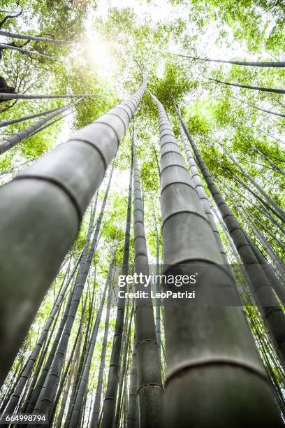 arashiyama bamboo forest in kyoto, japan - arashiyama stock pictures, royalty-free photos & images