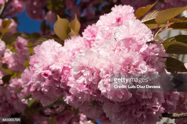 pink cherry blossom - frescura stockfoto's en -beelden