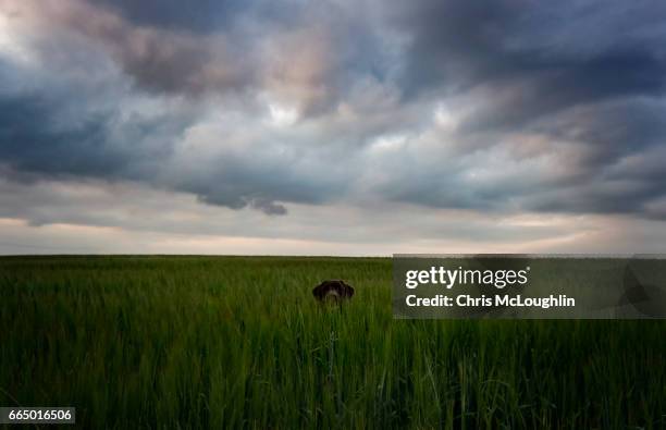 chocolate labrador, male - head in the clouds englische redewendung stock-fotos und bilder