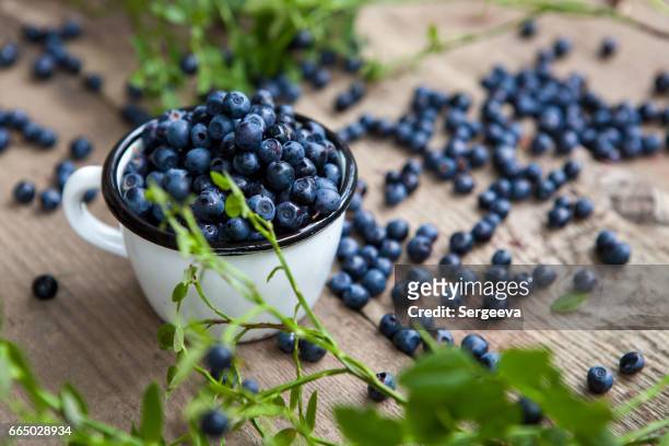blaubeeren  - blueberry stock-fotos und bilder