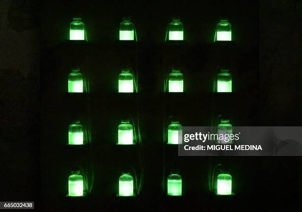 Picture shows a "Bioluminescent Bacteria simulation" by Alberto Pasetti on march 28, 2017 at the Shit Museum of the Castelbosco castle of Gragnano...