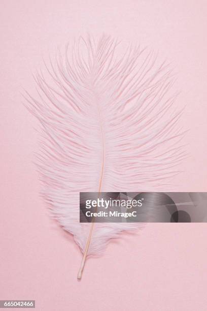 ostrich feather - pink feathers stock pictures, royalty-free photos & images