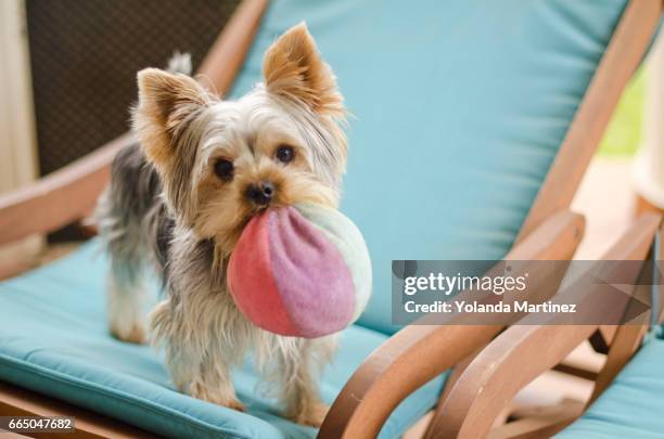 york shire terrier - yorkshireterrier stock-fotos und bilder