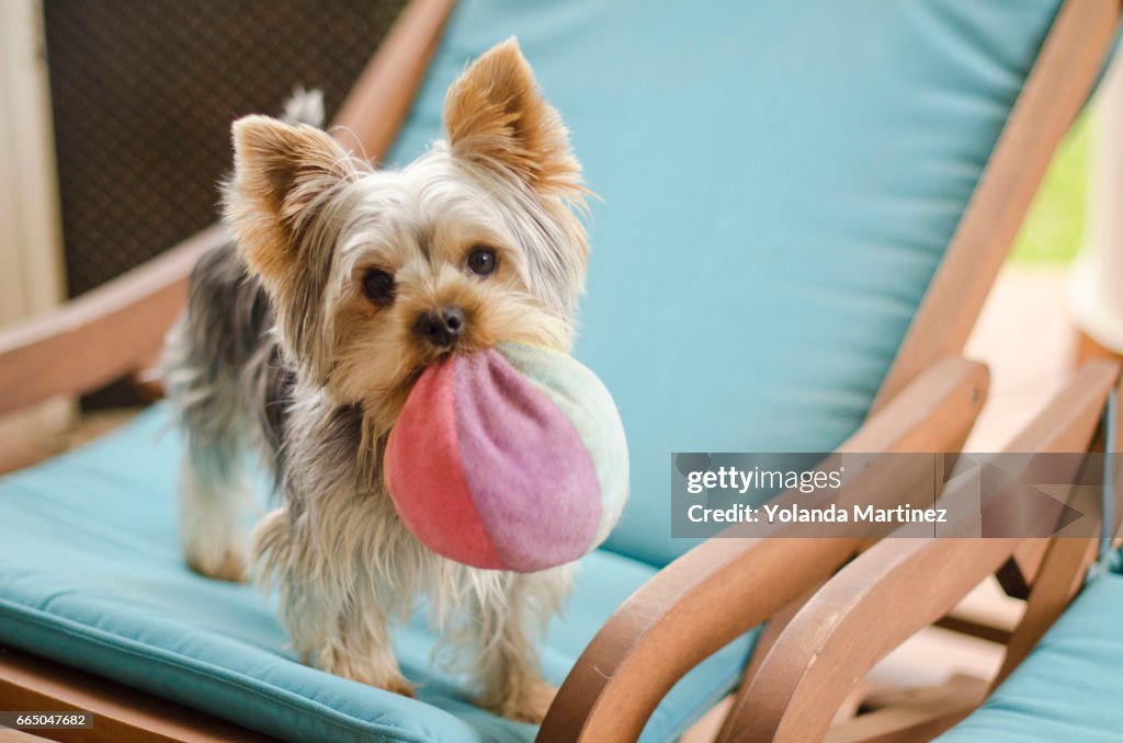 York Shire Terrier