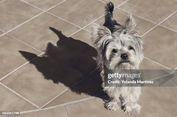 york shire terrier - yorkshire shepherdess amanda owen stock pictures, royalty-free photos & images