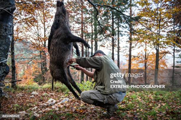 hunter in the woods - pig slaughtering stock pictures, royalty-free photos & images