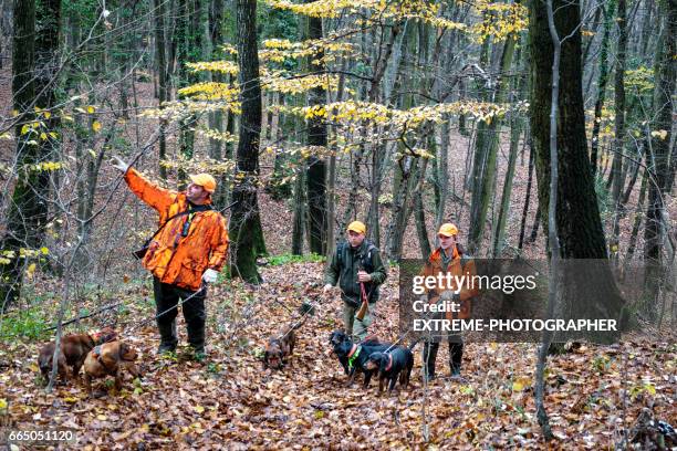 jagers in het bos - leaf on roof stockfoto's en -beelden