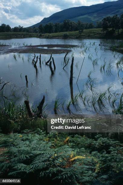 Marsh and peat bog at Glen Cova, near Edradour. Images and captions taken from the book La Magie du Whisky. | Location: Glen Cova, Scotland.