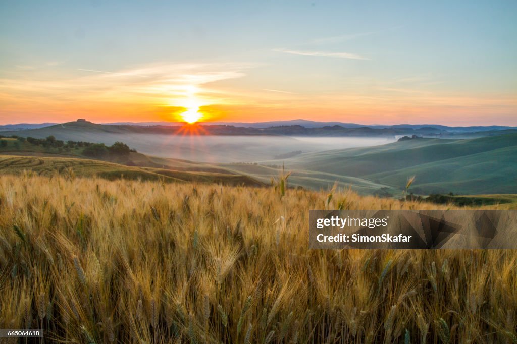 Scenic view of wheat crops growing in fields