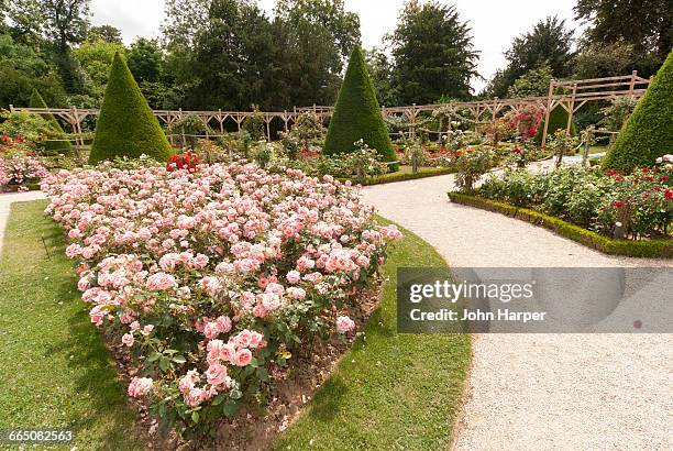 bois de boulogne, paris, france - rose garden stock pictures, royalty-free photos & images