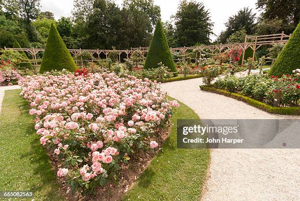 bois de boulogne, paris, france - bois de rose stock pictures, royalty-free photos & images