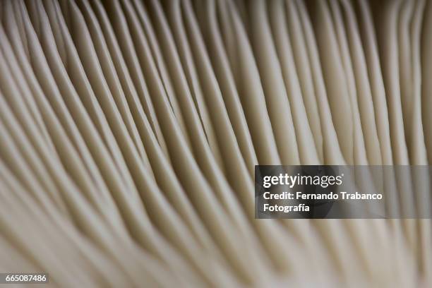 spores of mushroom macro - spore stock pictures, royalty-free photos & images