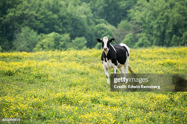 dairy cow - gado de leite imagens e fotografias de stock