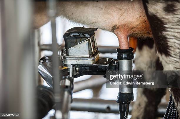 milking cows - milking farm ストックフォトと画像