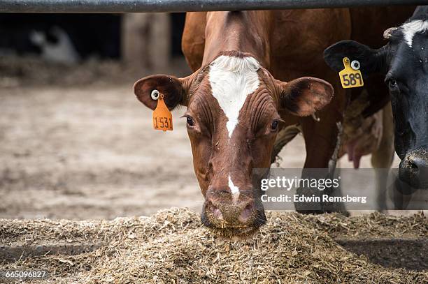 dairy cows feeding - feeding cows stock pictures, royalty-free photos & images
