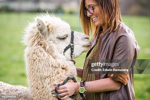 young woman with an alpaca - alpaka stock-fotos und bilder