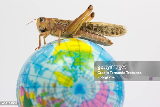a grasshopper animal on top of a globe - victory parade stock pictures, royalty-free photos & images