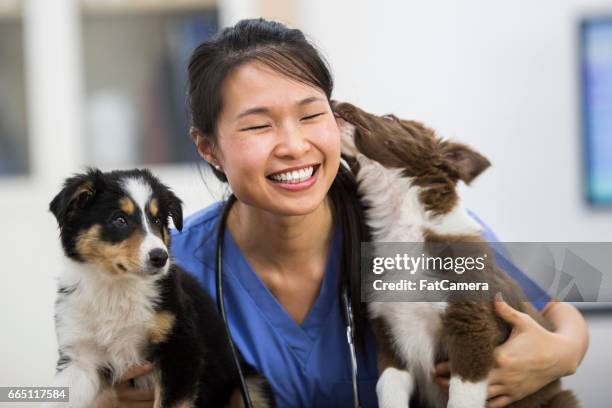 puppy love - smiling brown dog stock pictures, royalty-free photos & images