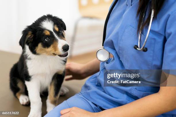 nieuwsgierig puppy - dierenarts stockfoto's en -beelden