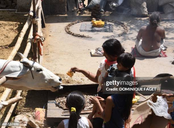 In this photograph taken on April 4 an Indian devotee offers food to a cow during the Ram Navami festival at the Shri Ram Hanuman Vatika temple in...