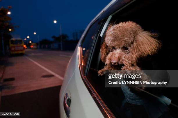 dog riding in cars with head out the window - lynnhsin stock-fotos und bilder