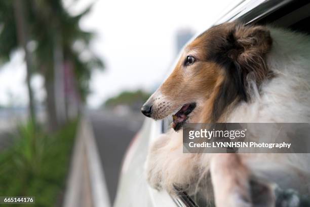 dog riding in cars with head out the window - lynnhsin stock-fotos und bilder