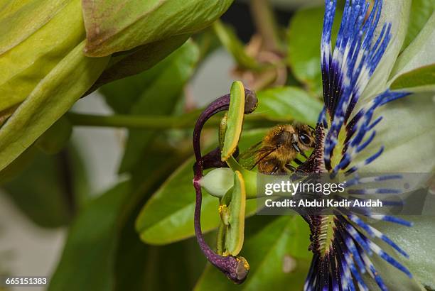 world honey bee day! - abdul kadir audah stock pictures, royalty-free photos & images